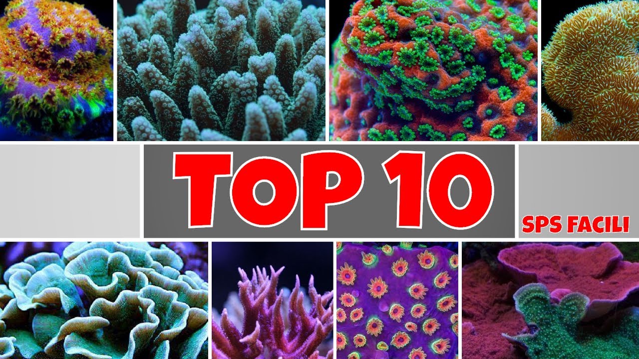 CORALLI SPS - TOP 10 CORALLI DURI SPS FACILI