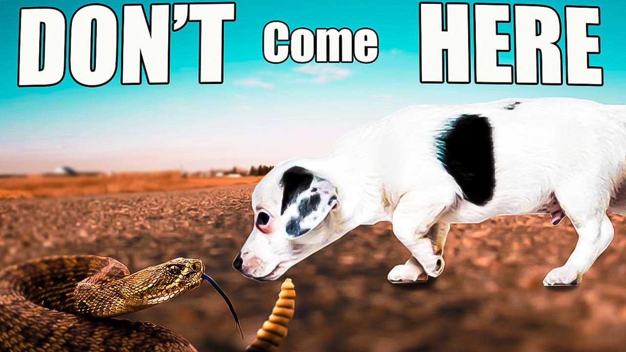 The WORST DOG PARK In Albuquerque And The BEST Dog Parks