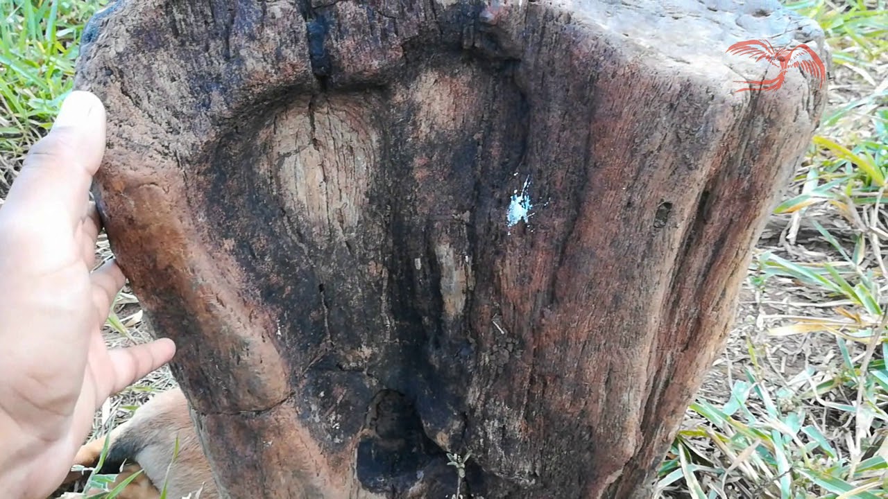Explorando nos encontramos con una gran pieza de madera petrificada!!