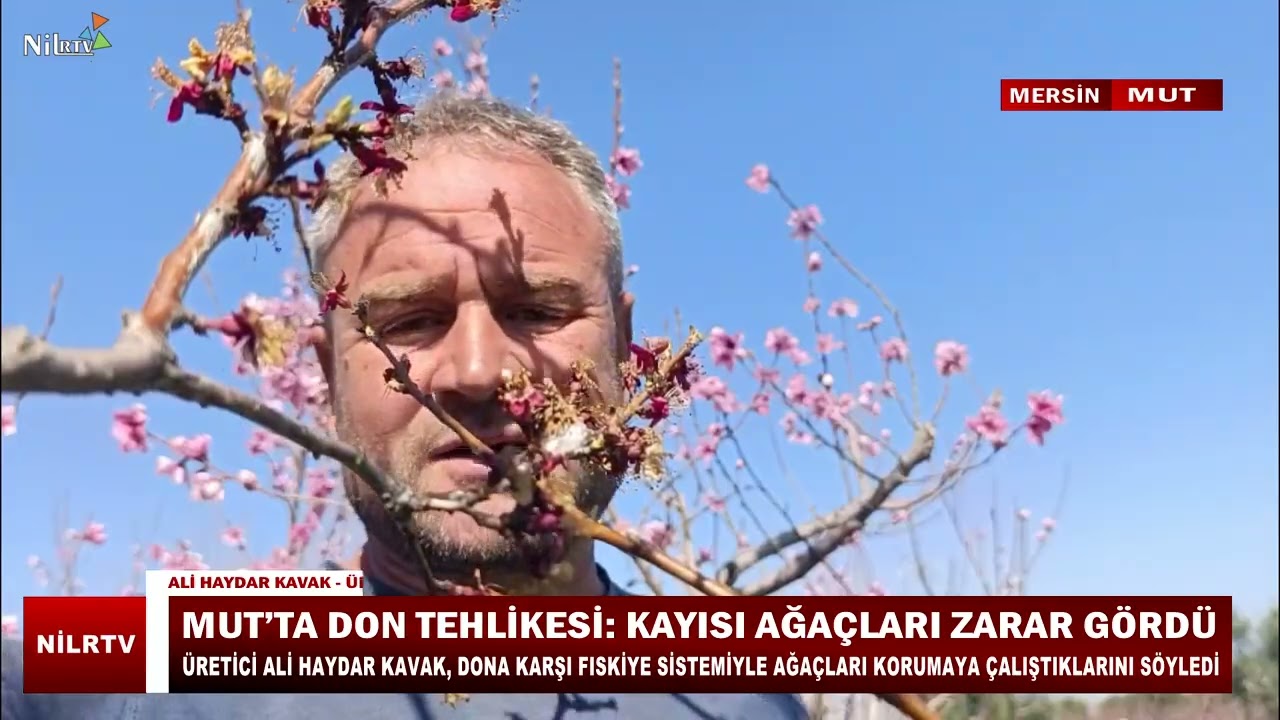 Mut’ta Don Tehlikesi: Kayısı Bahçeleri Zarar Gördü