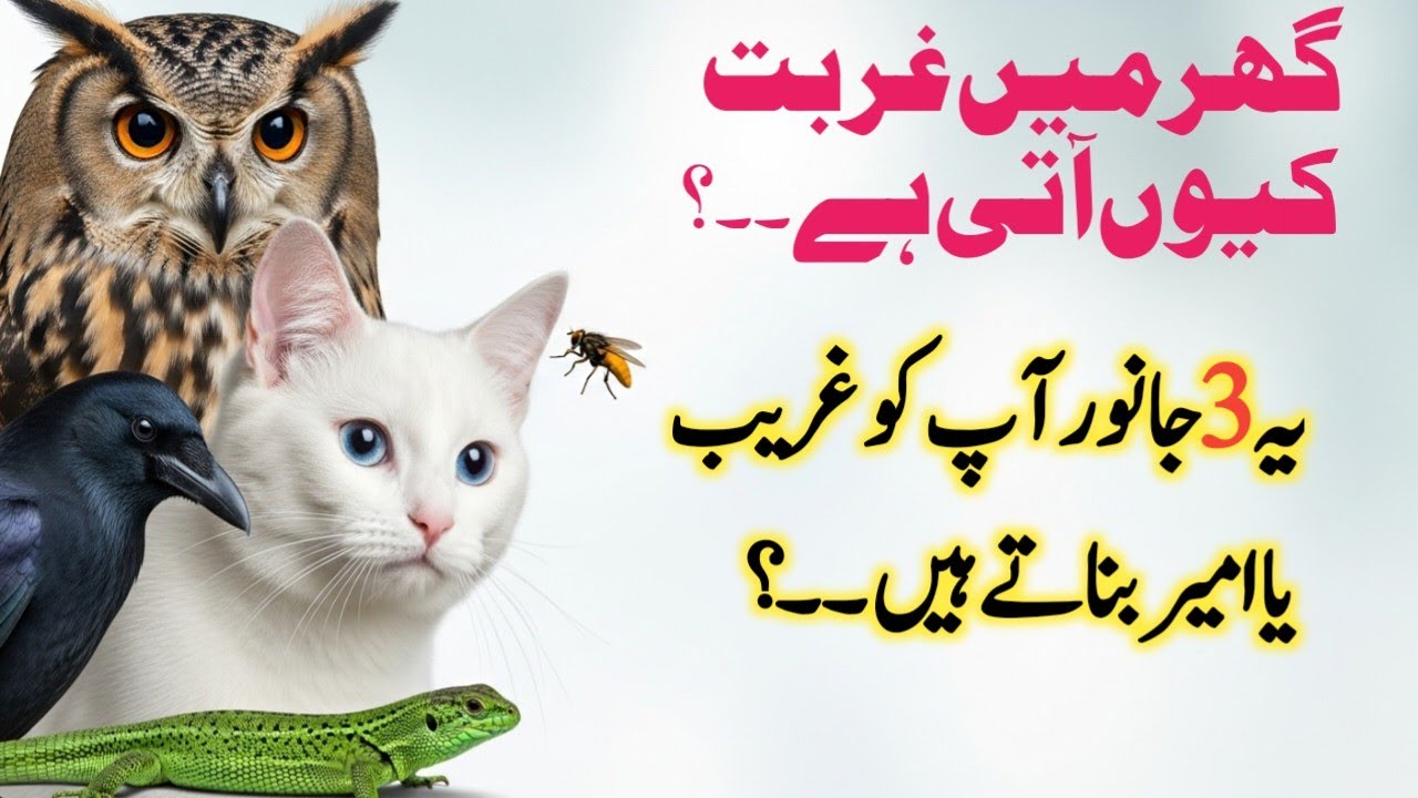 Animals that bring poverty and wealth in the house | یہ جانور گھر میں رکھو گے تو غریبی آ جائے گی