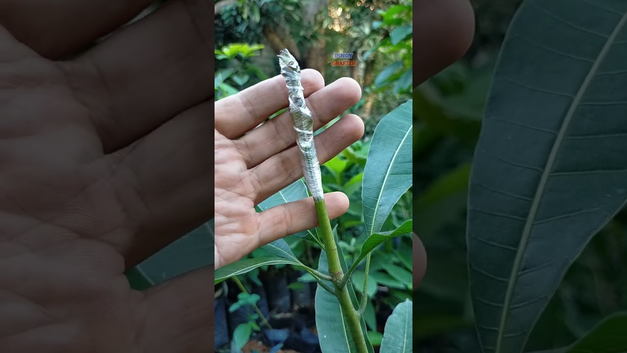 Basic Cleft Grafting Technique