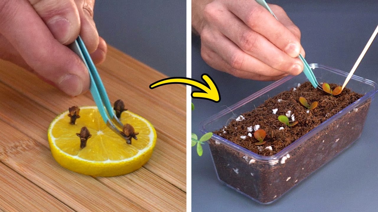 How to Grow Plants with Simple tricks. Garden hacks for everyone