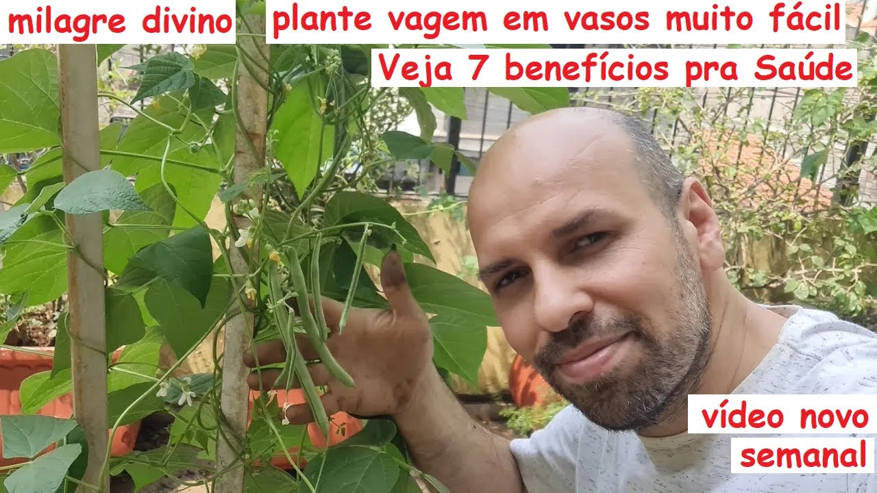 Como Plantar Vagem em vasos em casa facilmente e os benefícios a saúde!
