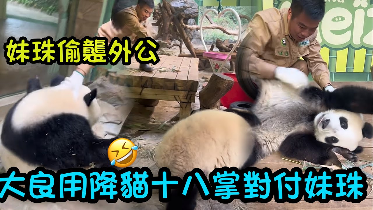 笑洗，大良外公用降貓十八掌對付妹珠，妹珠一愣一愣的，妹珠1歲半，大良外公3歲不能再多了#大熊貓妹豬 #panda #熊貓妹珠 babypanda 
