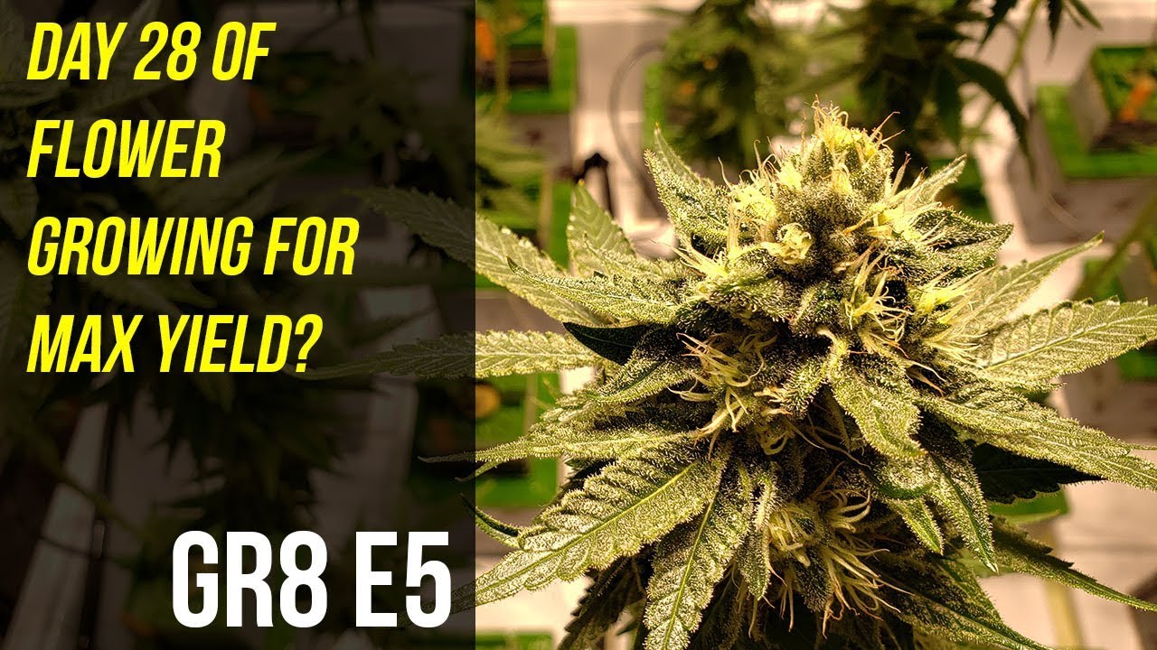 Day 28 of Flower Growing For Maximum Yield - GR8 E5