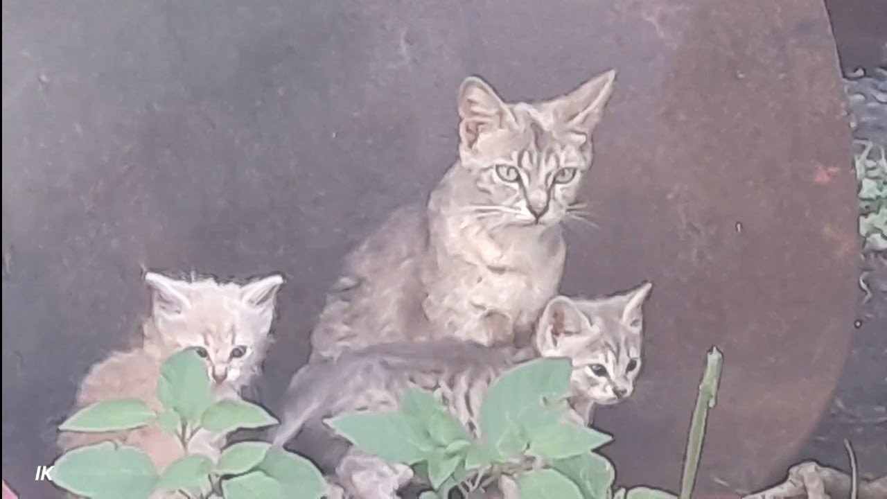 Wild Cats