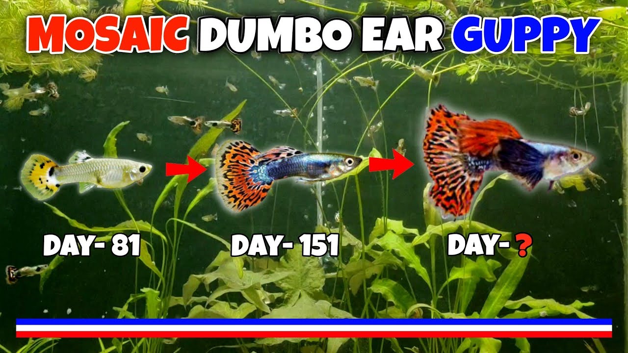 The Guppy Breeding Project | Mosaic Dumbo Ear Day - 151