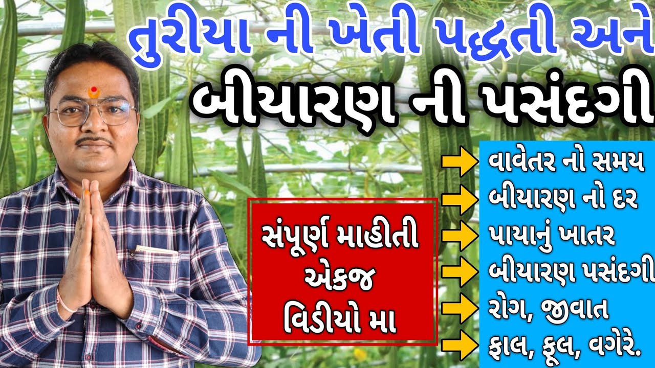 તુરીયા ની ખેતી |  તુરીયા નુ બીયારણ #agriculture #seeds #farming #vegetable