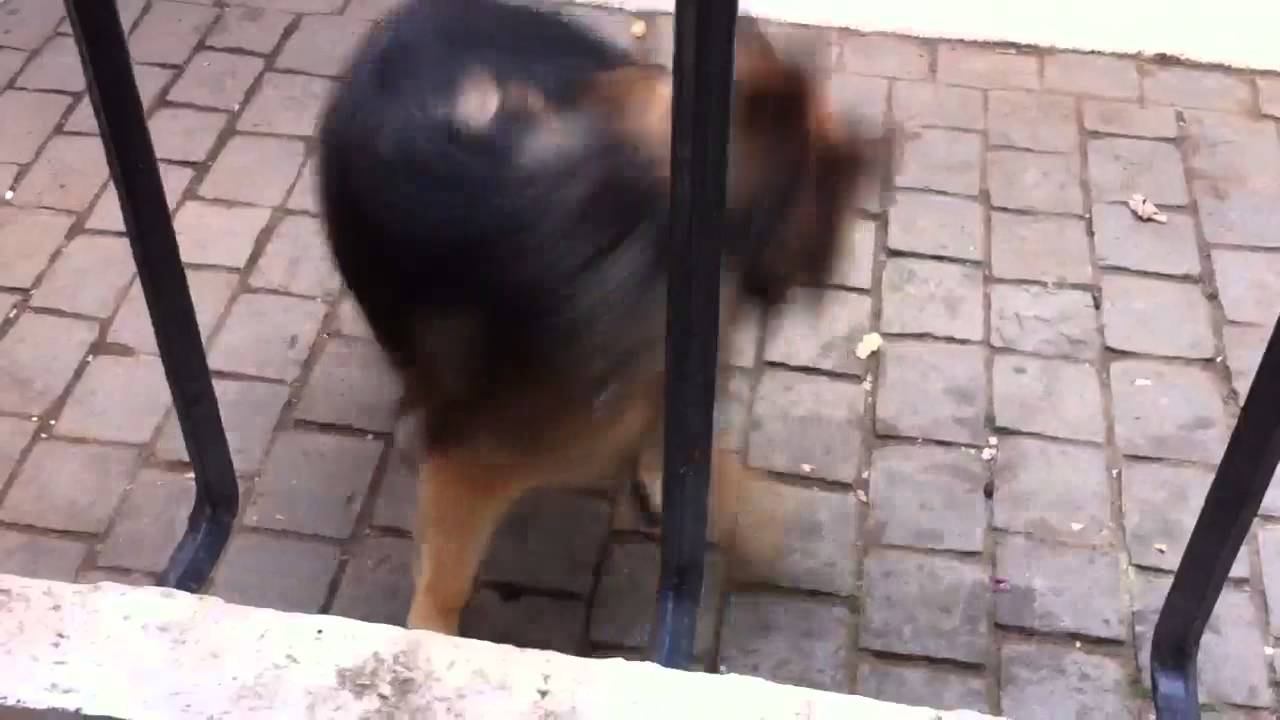 Perro se persigue la cola