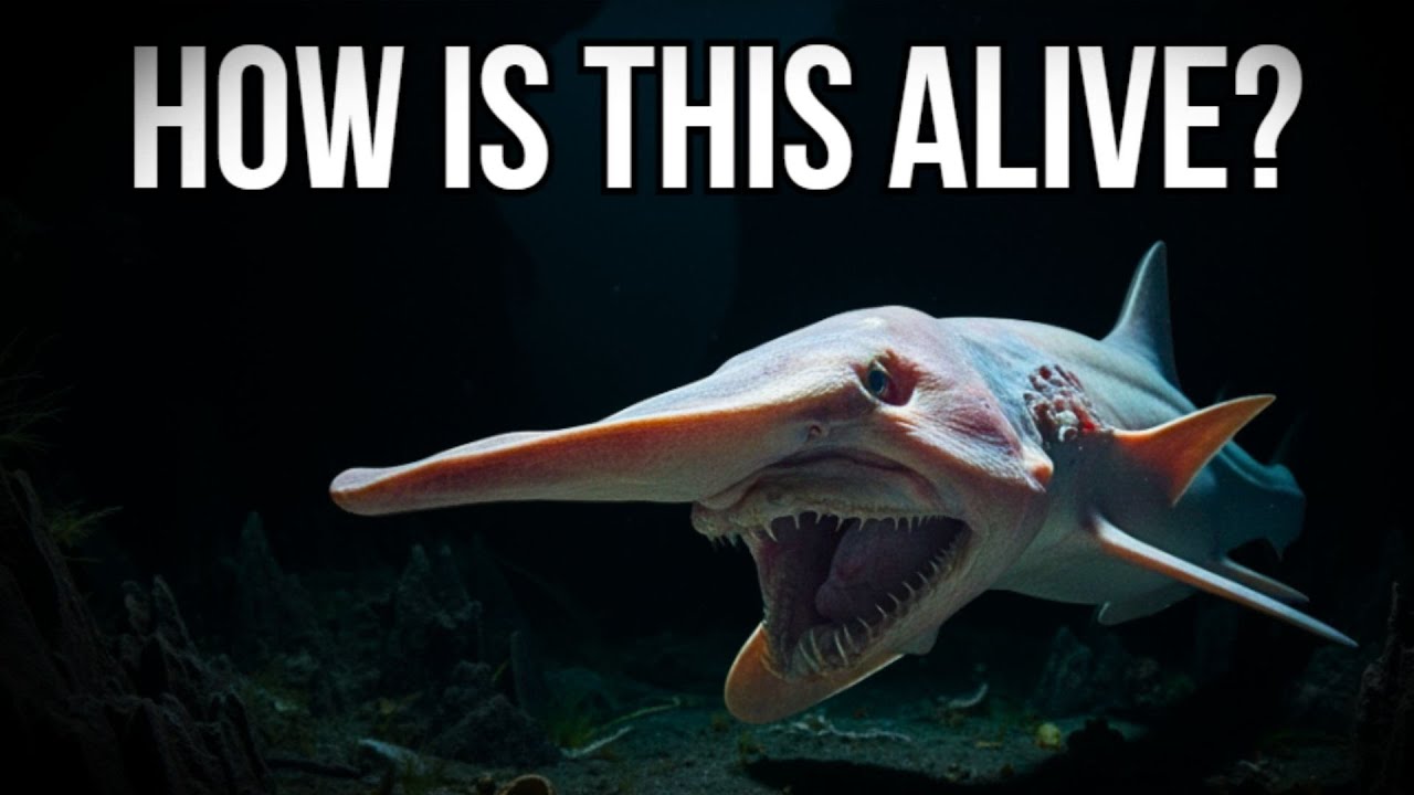 How Deep Sea Predators Survive Where Hunting Should Be Impossible