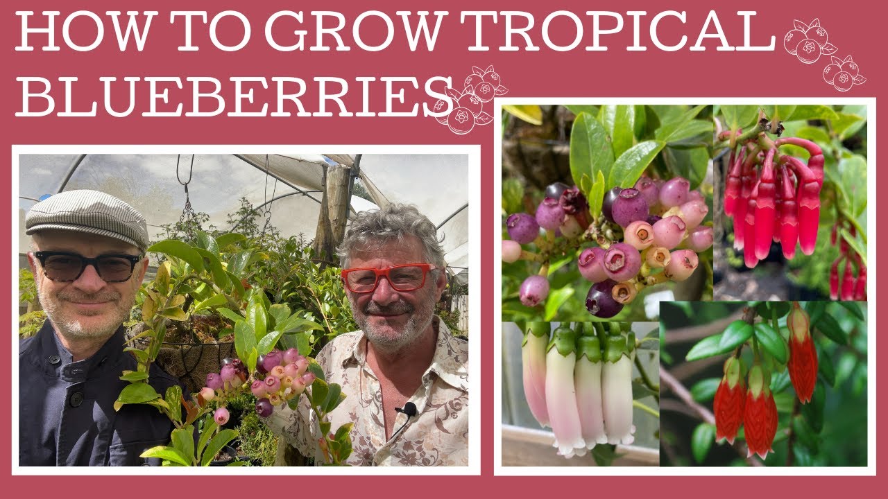 How to Grow Tropical Blueberries: a rare group of plants with fabulous flowers & edible fruit!