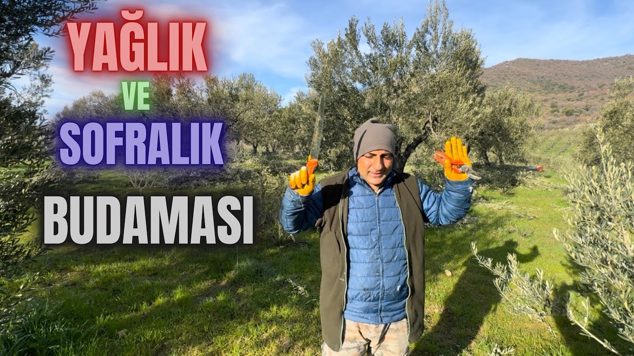 Zeytin Ağaçlarında Gençleştirme Budaması Nasıl Yapılır? #erenvural #zeytinbudama #budama