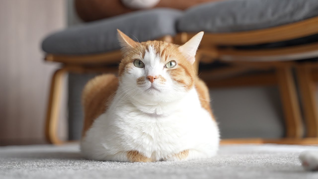【30分】猫の音楽｜猫のいる日常BGM｜もしぬこ｜２