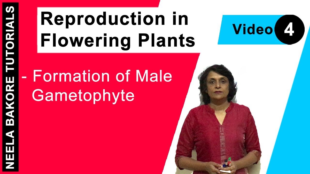 Reproduction in Flowering Plants | NEET | Formation of Male Gametophyte | Neela Bakore Tutorials