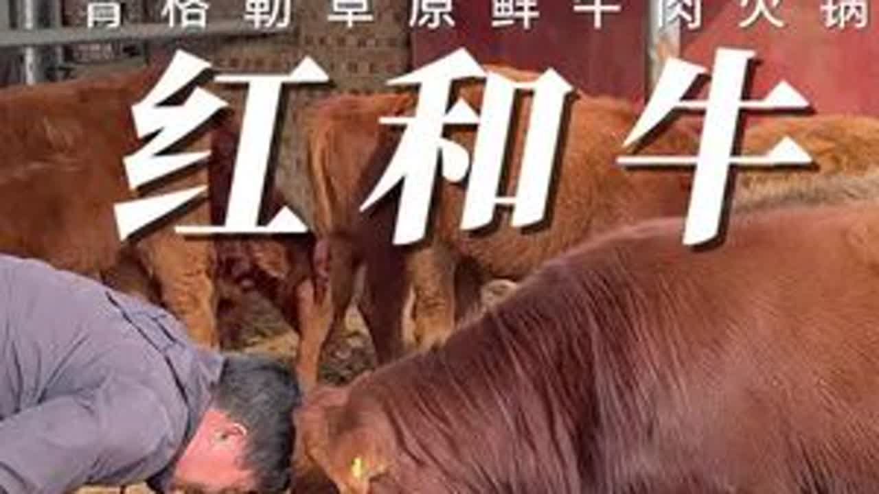 卾托克旗苏米图牧民斯琴是卾尔多斯优质肉牛最基层的饲养者，青格勒把优质肉牛生产和草原上最基层的优秀牧民合作，牧企合作共同建设共同富裕