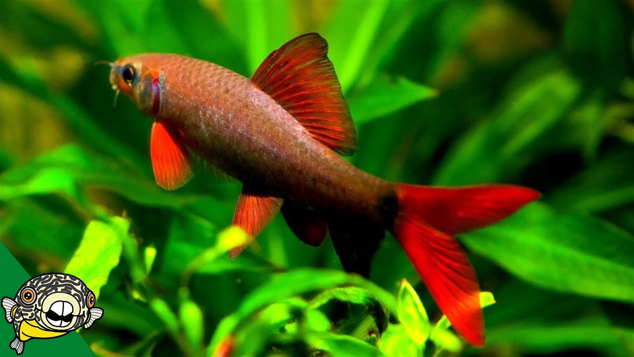 Rainbow Shark Care Guide -So Sharky - Aquarium Co-Op