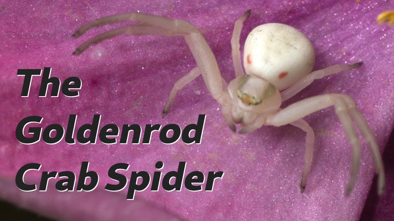 The Spiders in Your Yard - The Goldenrod Crab Spider