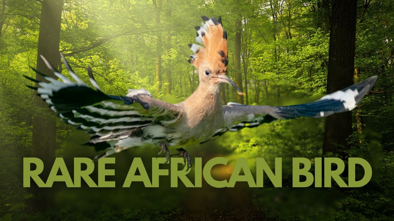 Discovering the African Hoopoe Birds | Unknown Facts About African Hoopoe