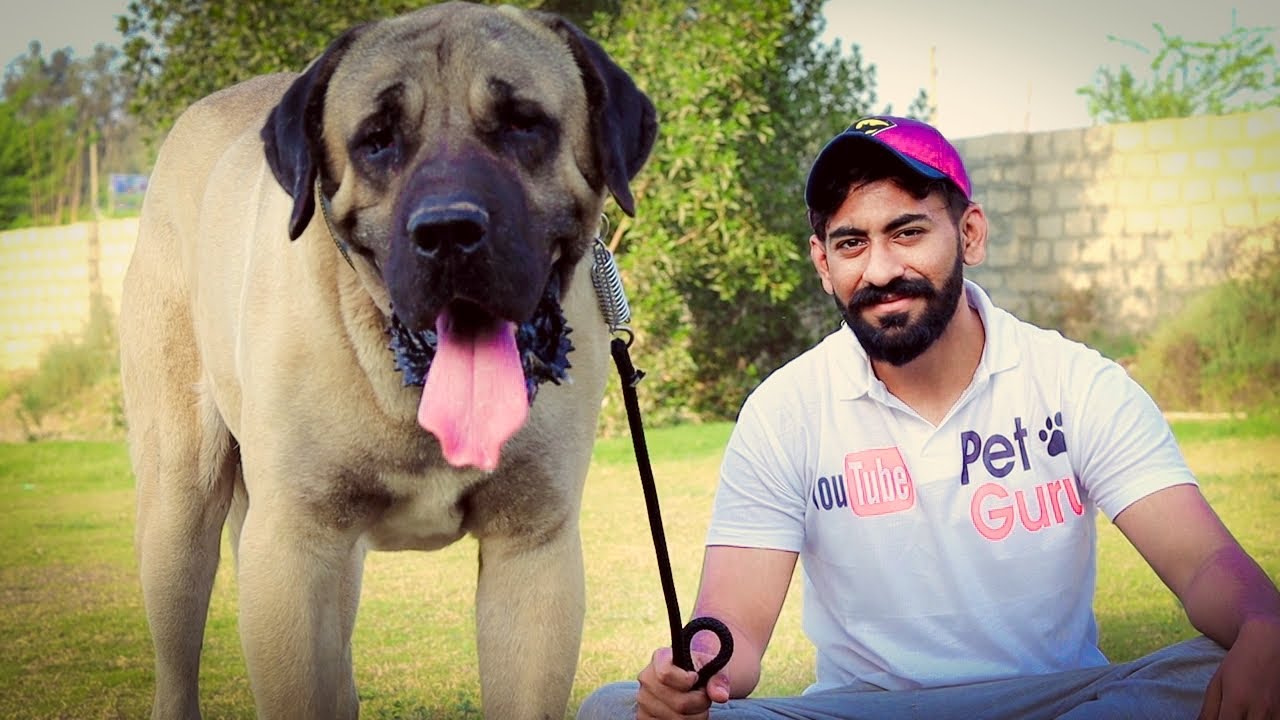 Pakistan's Biggest Kangal Dog 39 inch Height - Malaklı Kangal