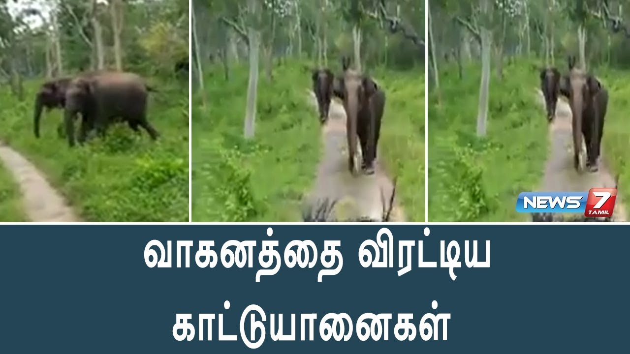 முதுமலை புலிகள் காப்பகத்தில் வனத்துறை வாகனத்தை விரட்டிய காட்டுயானைகள்