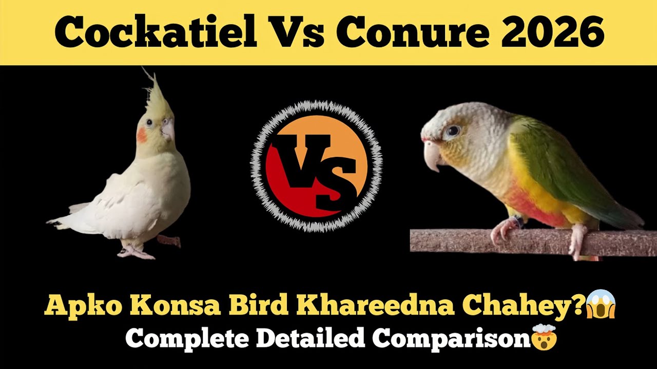 Cockatiel vs Conure Complete Comparison 2026| Which is more profitable| which Bird should you buy?