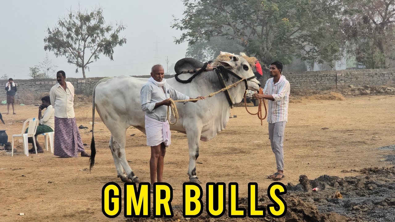 రెంటచింతల న్యూ కేటగిరి 1జత.GMR Bulls గుదిబండి మాధవ రెడ్డి s/o శ్రీనివాస్ రెడ్డి గారు కొల్లిపర గ్రామం