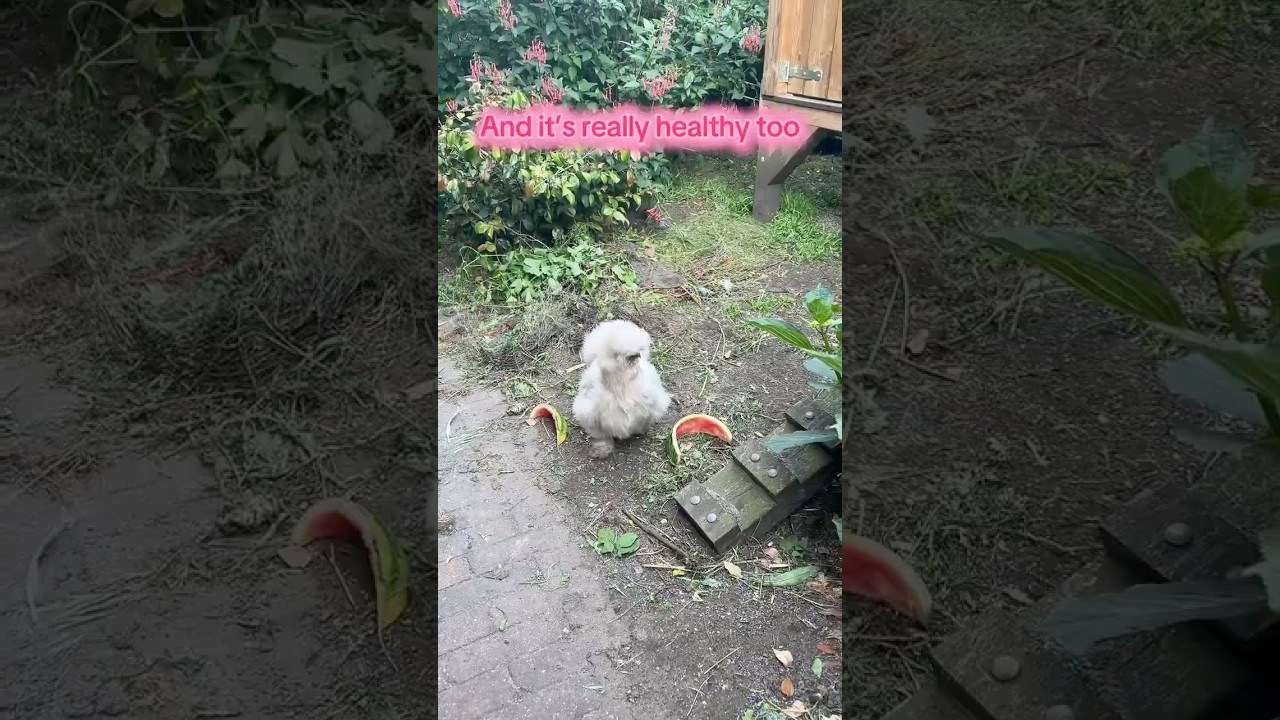 Why Silkie Chickens LOVE Watermelon 🍉🐔 (And Why It&rsquo;s Good for Them!)