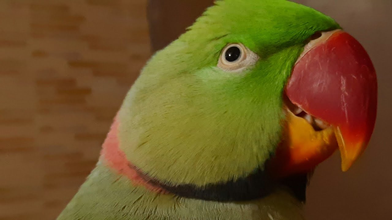 Mitthu | बिल्कुल साफ आवाज में बोलने वाला तोता | World best talking parrot | hindi talking parrots