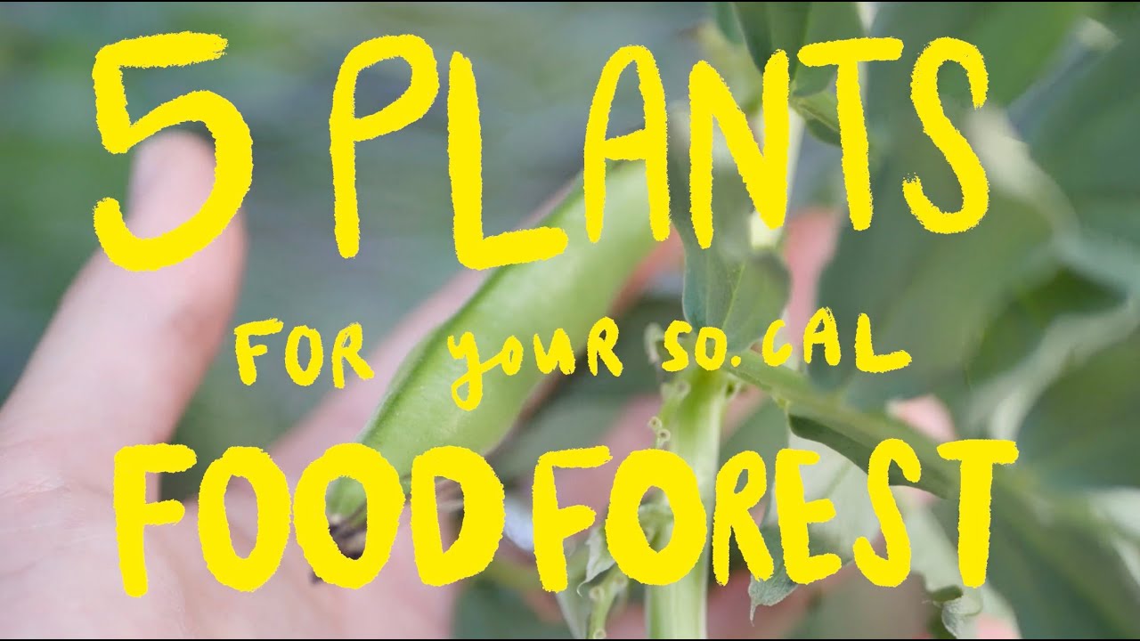Five Plants for Your Southern California Food Forest