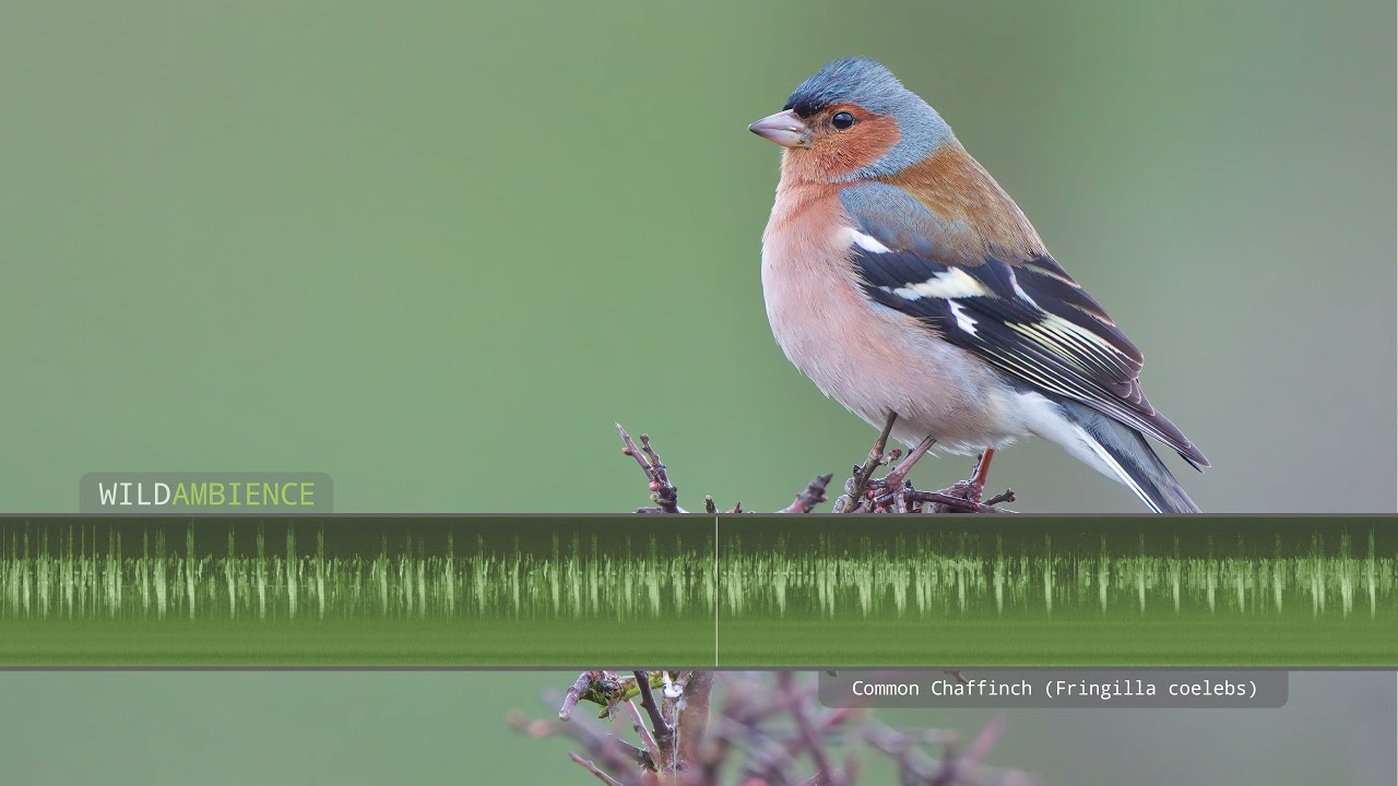 Common Chaffinch Sounds, Song & Call - The sound of chaffinches singing in a forest.