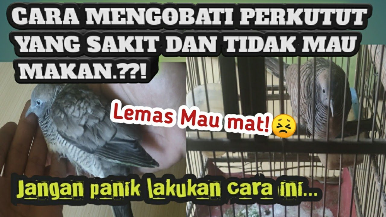 CARA MENGOBATI PERKUTUT YANG SAKIT DAN CIRI-CIRINYA⁉️