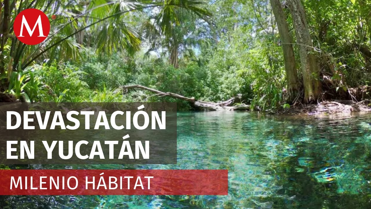 Habitantes de Sisal, Yucatán devastan manglares para construir sus viviendas | Milenio Hábitat
