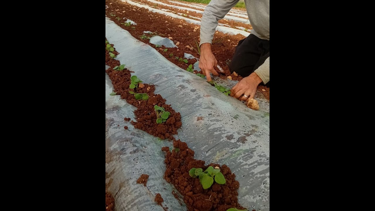 دفن أو تدفين الأشتال 🌱 من العمليات الزراعية الهامة عند زراعة  البذور والأشتال  في الأراضي المكشوفة