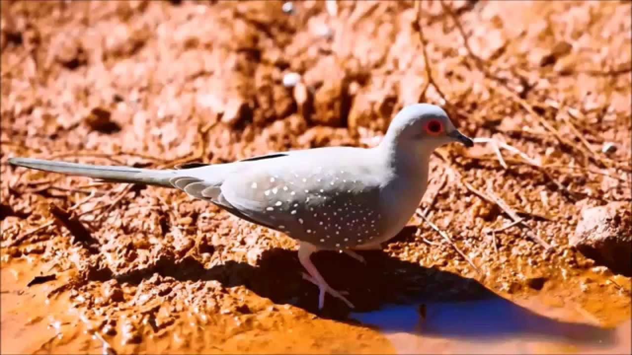 الحمام القزم الماسي Diamond Dove