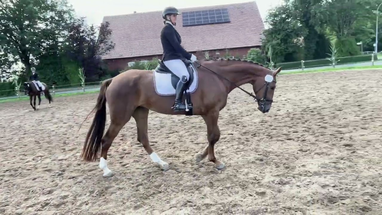 Emilia 8j hannoveraner Stute L-Dressur platziert für alle Lebenslagen