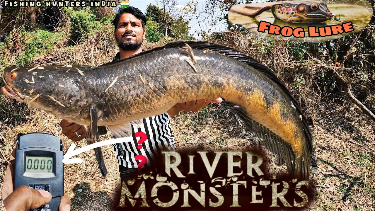 The Largest Snakehead Fish Ever Discovered