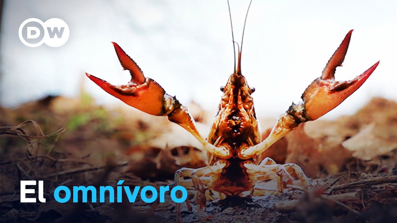 La amenaza invasiva: los cangrejos calicó amenazan la biodiversidad | DW Documental