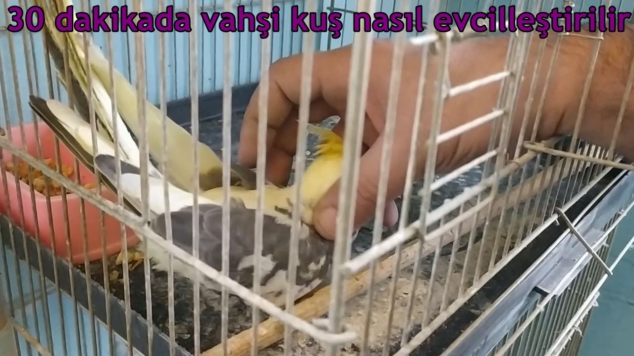 yarım saatte vahşi sultan papağanını evcilleştirme
