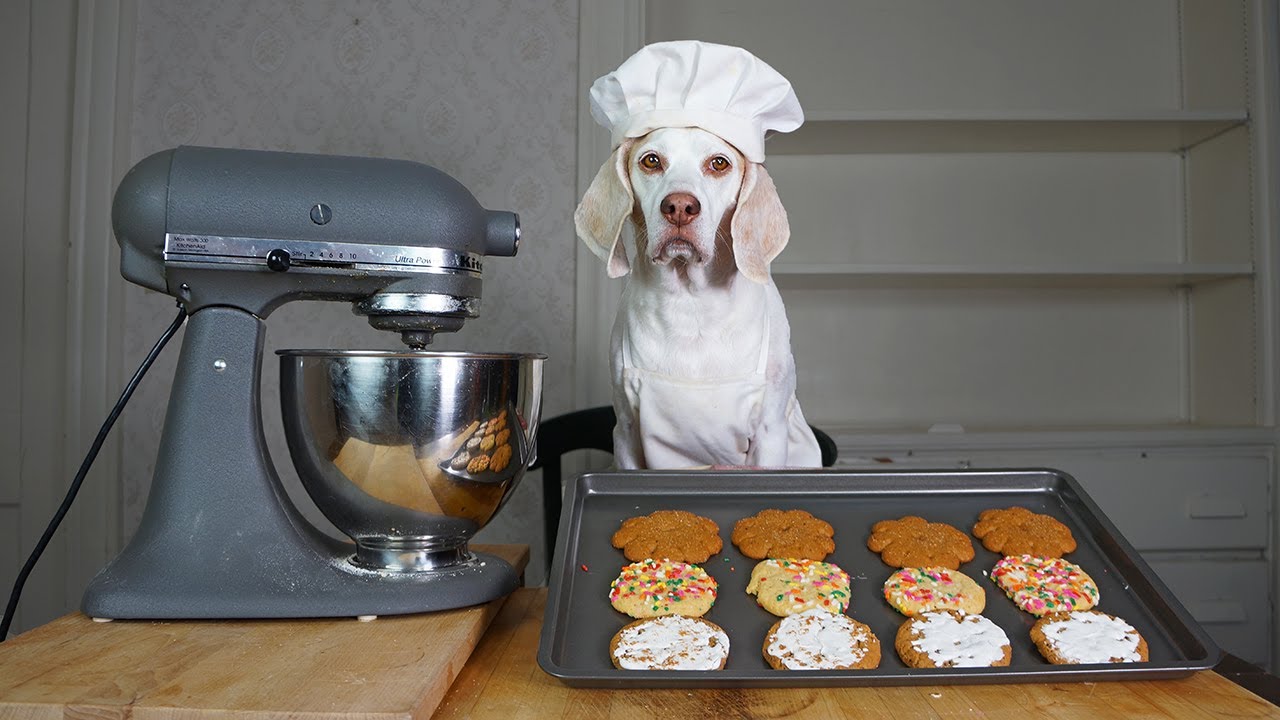 Dog Bakes Favorite Cookies Recipes! Chef Dog Maymo Makes Sugar, Peanut Butter & Oatmeal Cookies