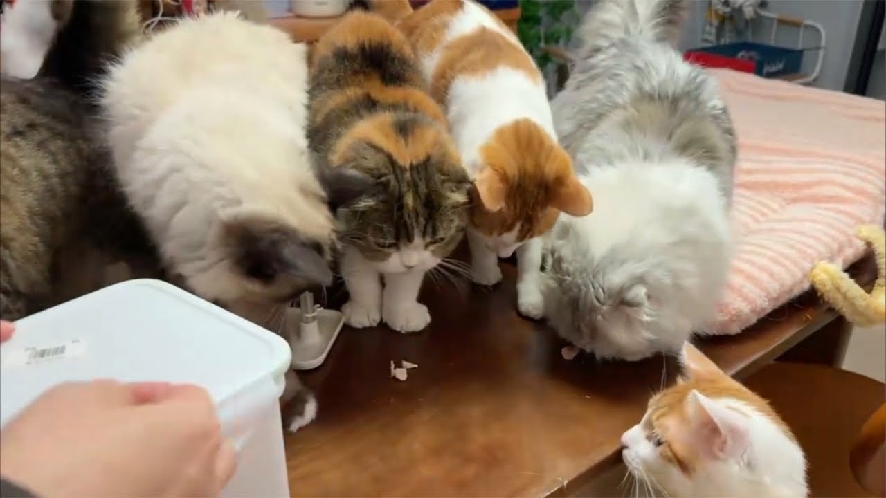 【直播】拥有24只猫狗是种什么感觉？何愁不破产！｜李喜猫