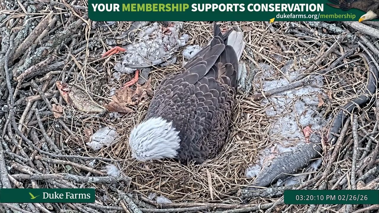 Bald Eagle - Duke Farms Eagle Cam  26.02.2026 15:13  #dukefarms #membership