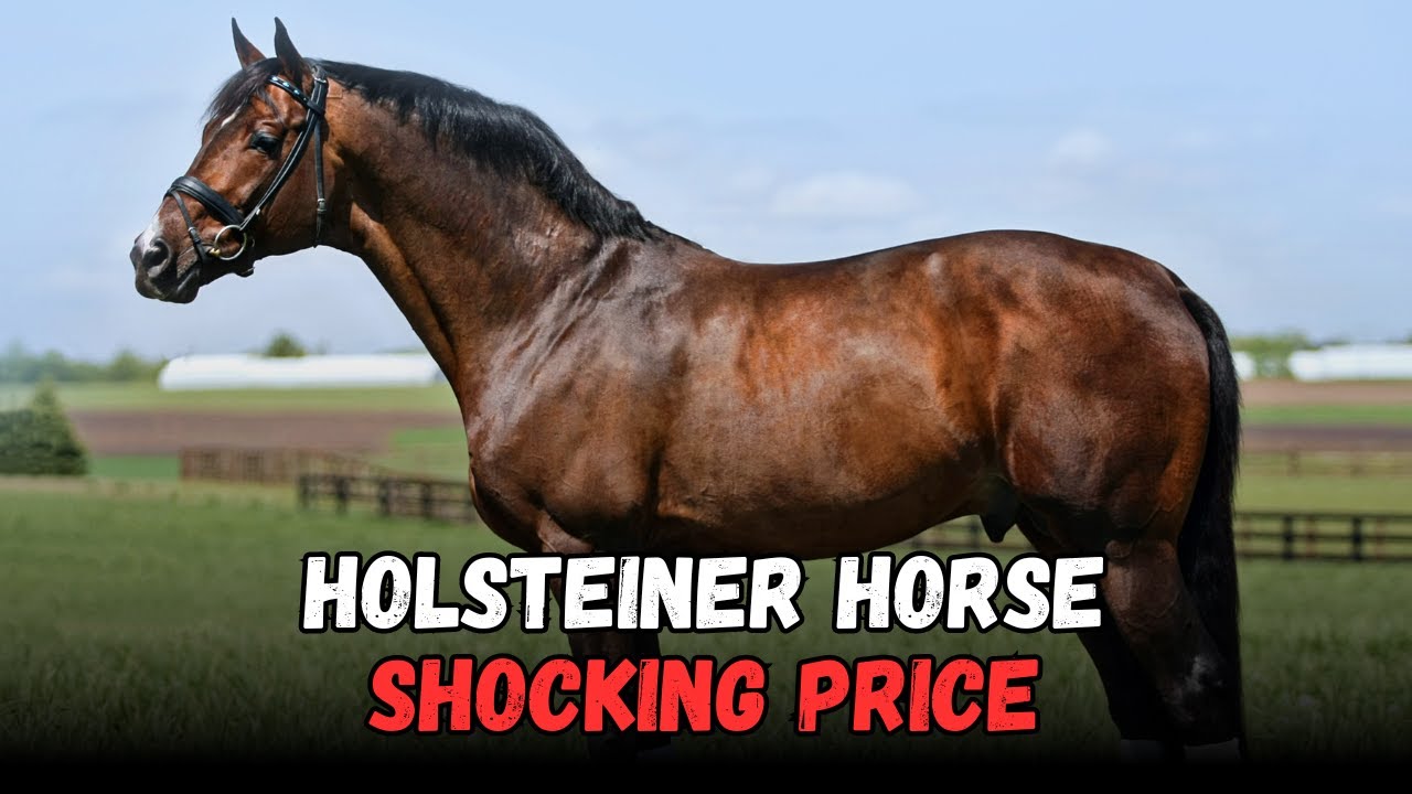The Holsteiner Horse: The Powerful Champion Worth a Fortune &mdash; MUST WATCH