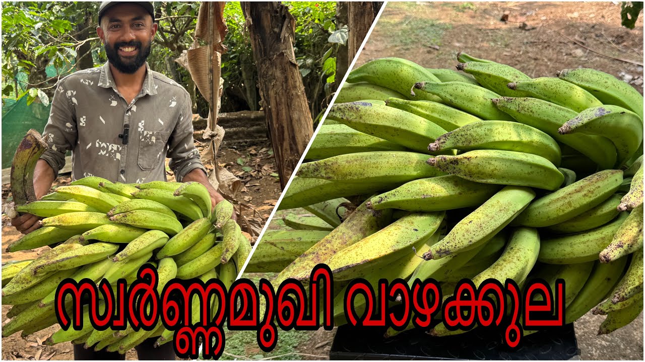 ഇത്രയും വലിയ നേന്ത്രക്കുല കിട്ടണമെങ്കിൽ ഈ ഇനംതന്നെ നടണം 🤭