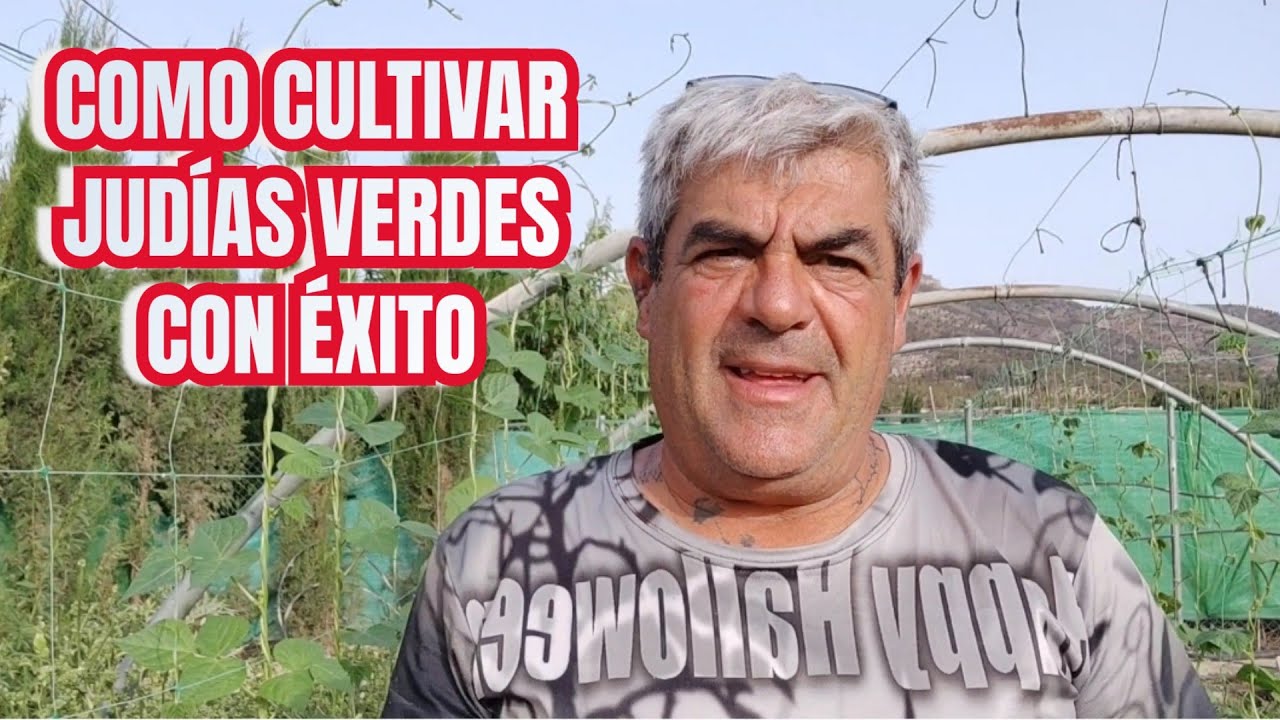 Cultivo de judías verdes, riegos, enfermedades y tratamientos.