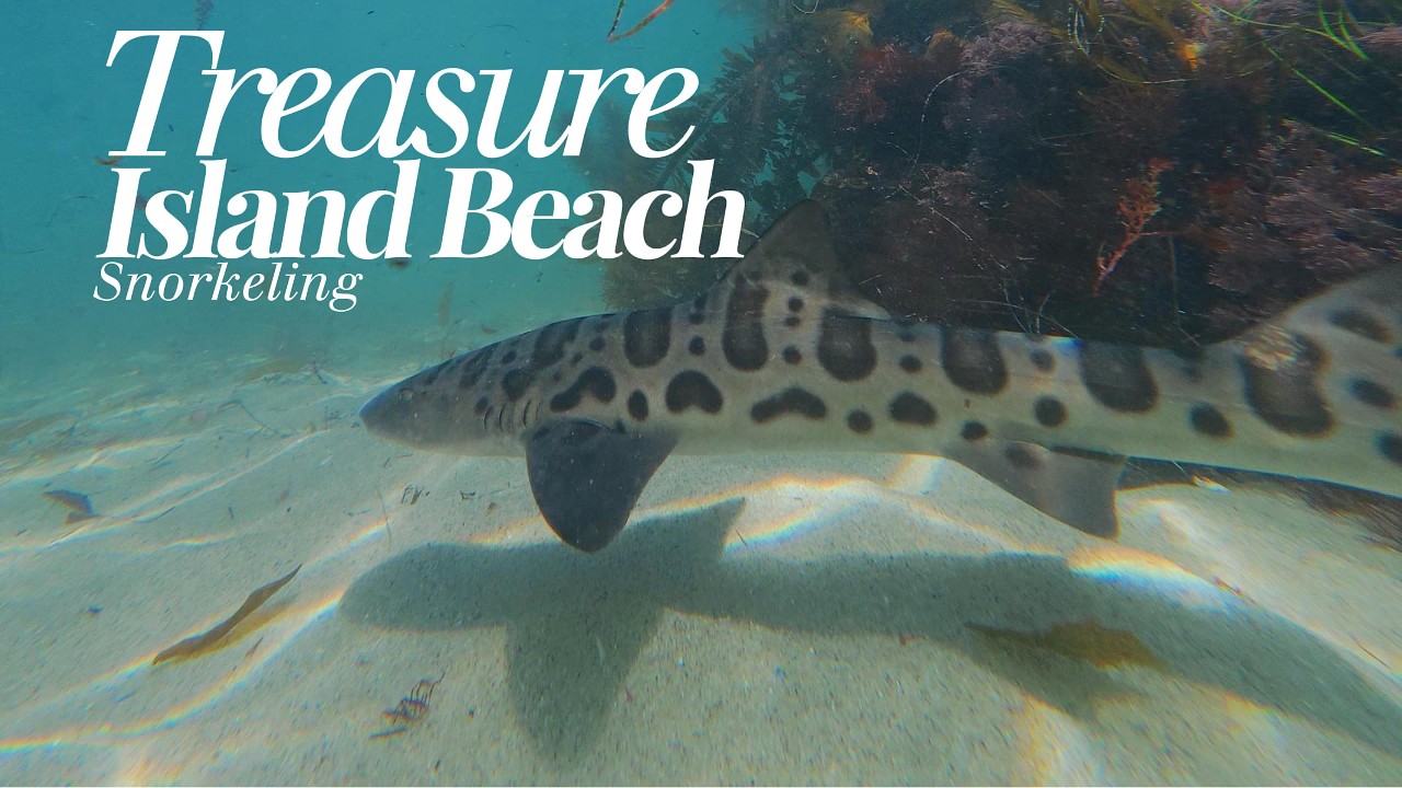 Baby Sharks at Treasure Island Beach
