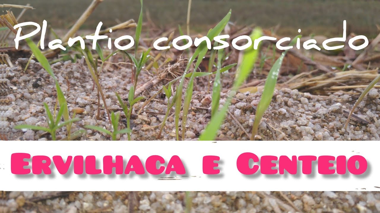 Plantio ervilhaca e centeio