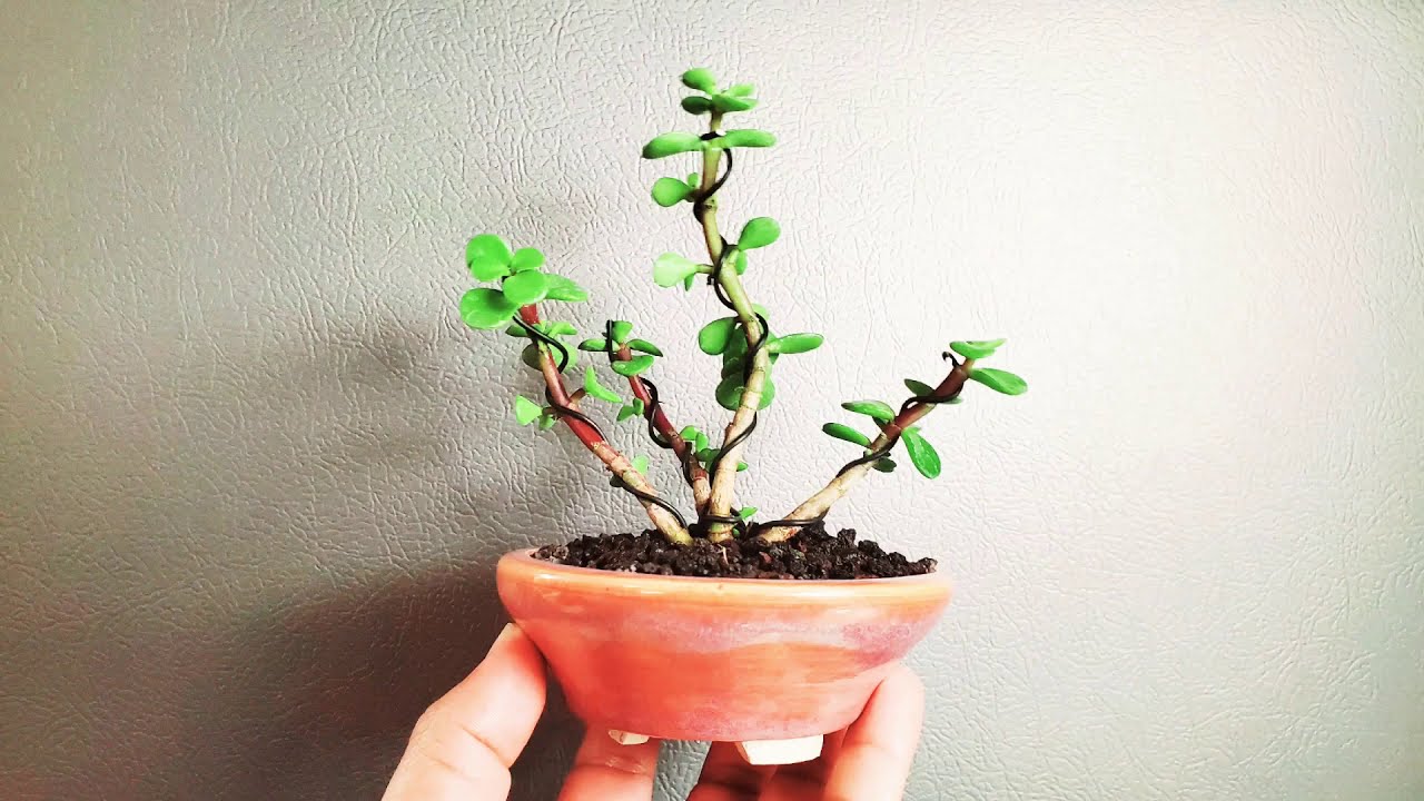 Como esquejar una portulacaria afra