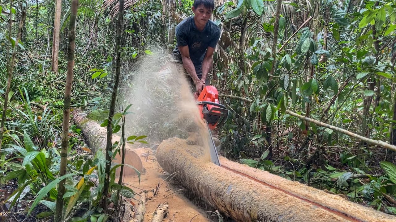 Nice‼️ Pengolahan papan dan balok menggunakan mesinchainsaw Husqvarna dan Stihl