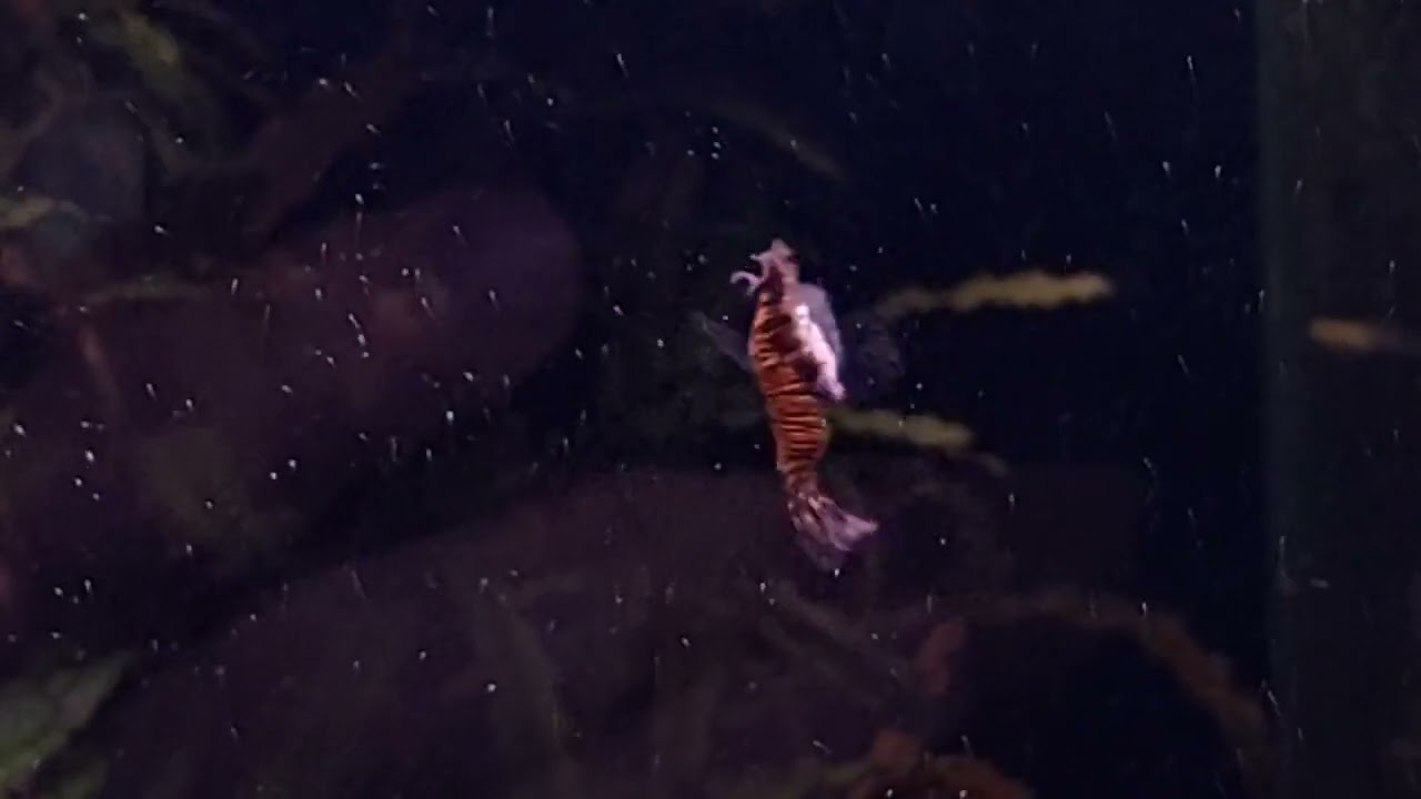 Red Dragon Short Body Ribbon c guppy